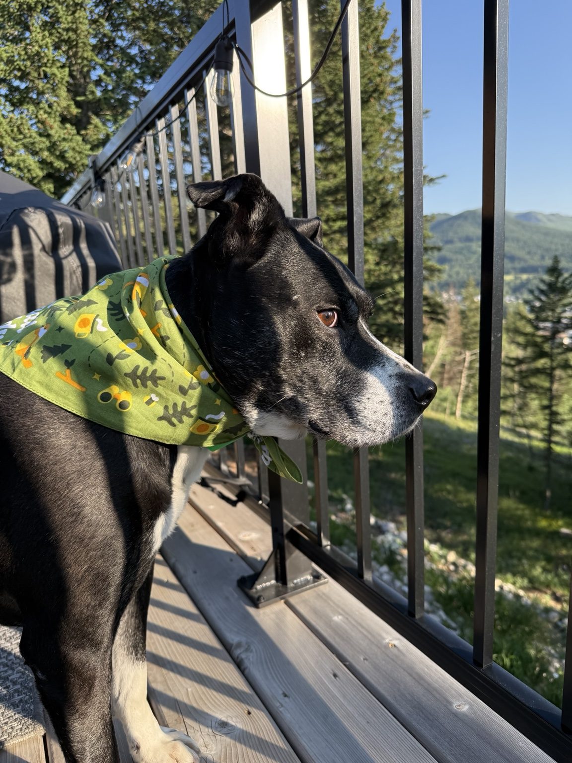 Tuckie, a black-and-white pitty wearing a green bandana, looking out over a mountain valley from a deck at golden hour.