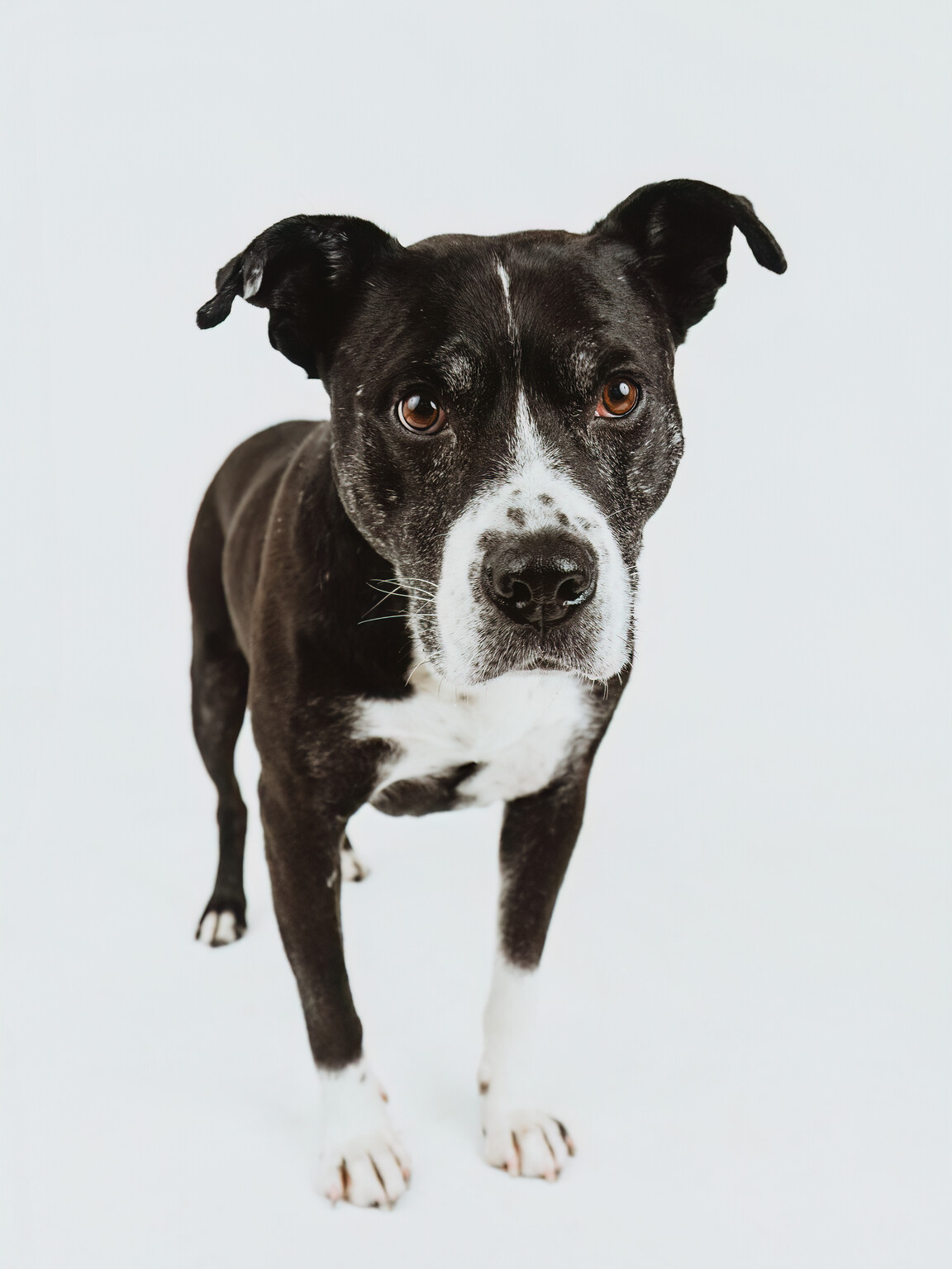 Tuckie, a black-and-white pitty, looking directly at the camera in a clean studio portrait.
