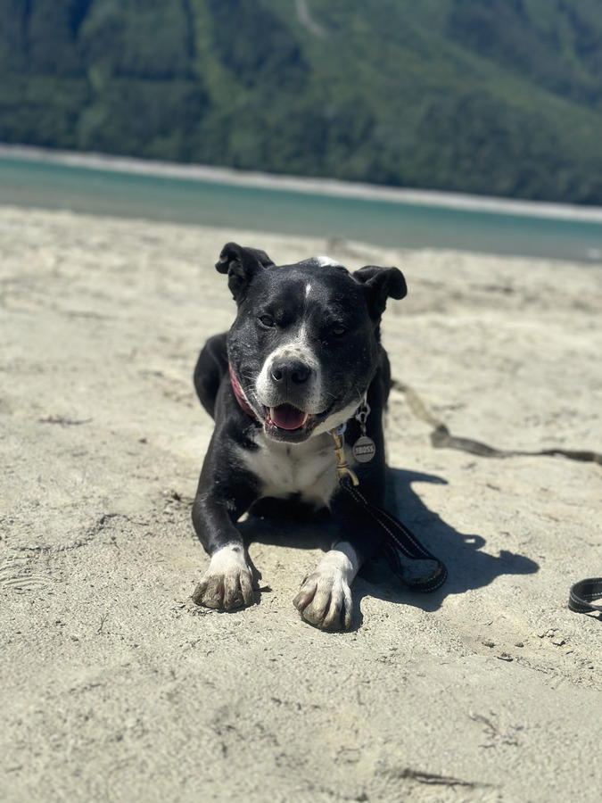 Tuckie lying on a sandy beach with turquoise water and forested mountains behind him.