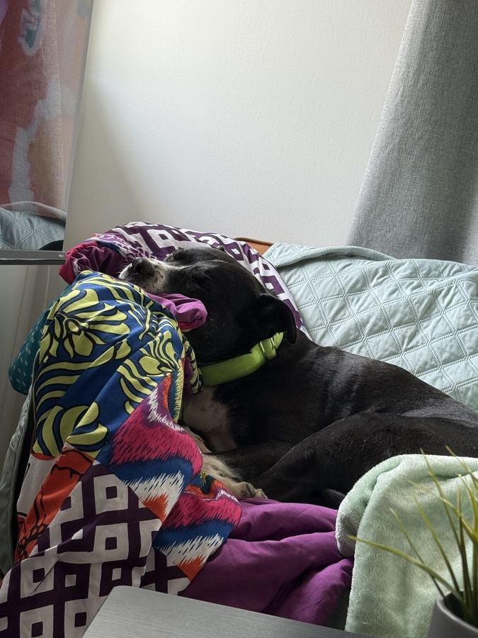 Tuckie asleep among colourful patterned blankets.