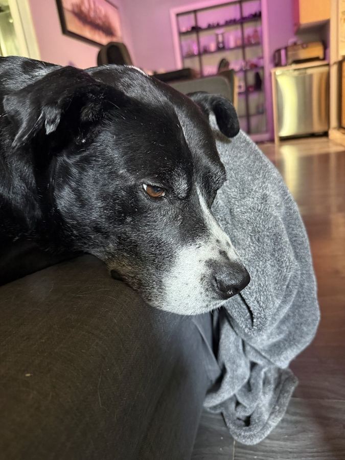 Close-up of Tuckie's expressive face resting on the arm of a couch.
