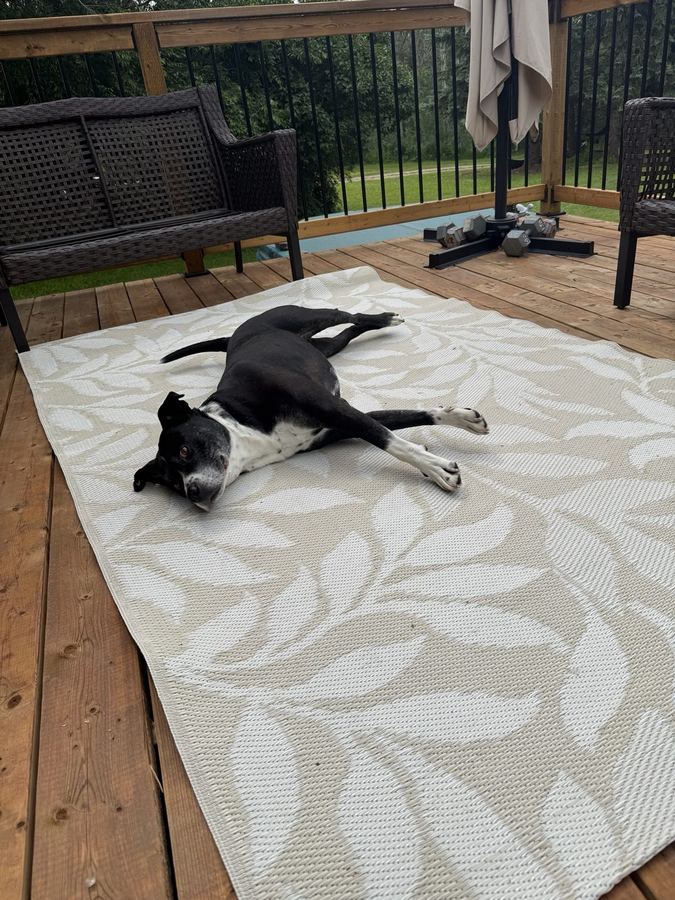 Tuckie sprawled across a rug on an outdoor deck, looking at the camera.