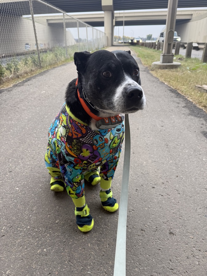 Tuckie standing on a paved path wearing a colorful graffiti-print onesie and four neon dog shoes.
