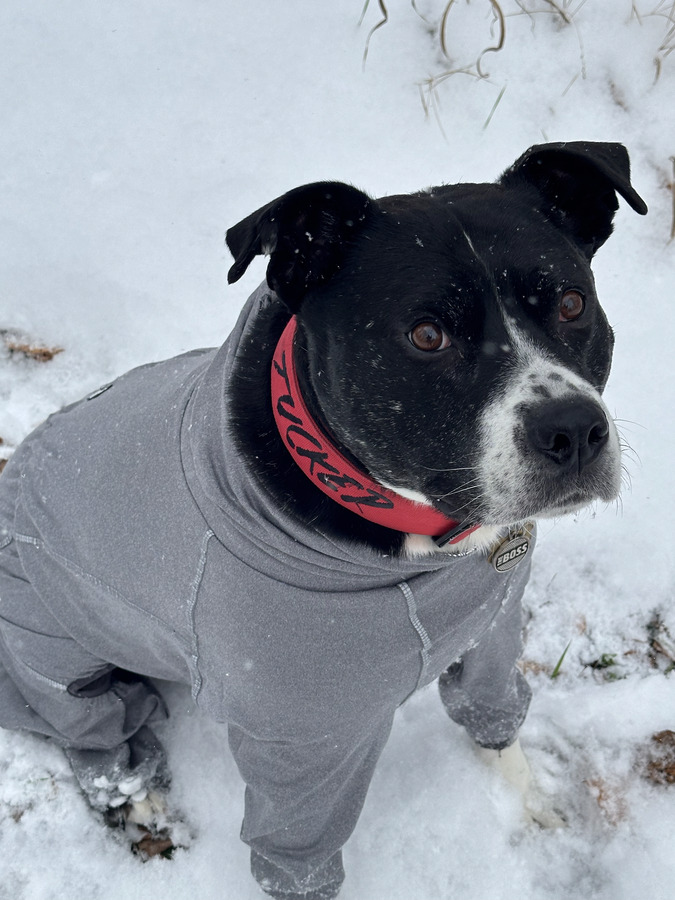 Close-up of Tuckie wearing a grey winter snowsuit in falling snow.