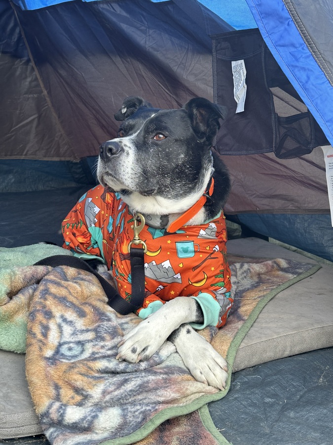 Close-up of Tuckie wearing a colorful camping-print onesie, settled on a blanket inside a tent.