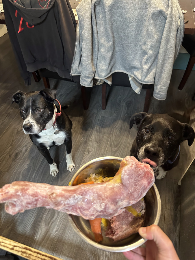 Tuckie and Titan sitting eagerly at the table as a turkey leg is held out for them in a bowl.