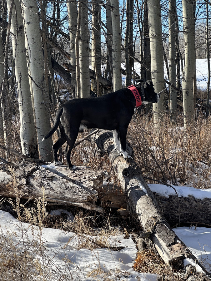 Tuckie balancing on a fallen log in a birch forest, wearing a red harness.