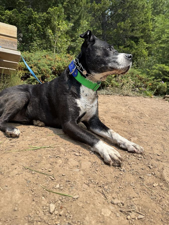 Tuckie lying on a dirt trail in the forest, wearing a green collar.