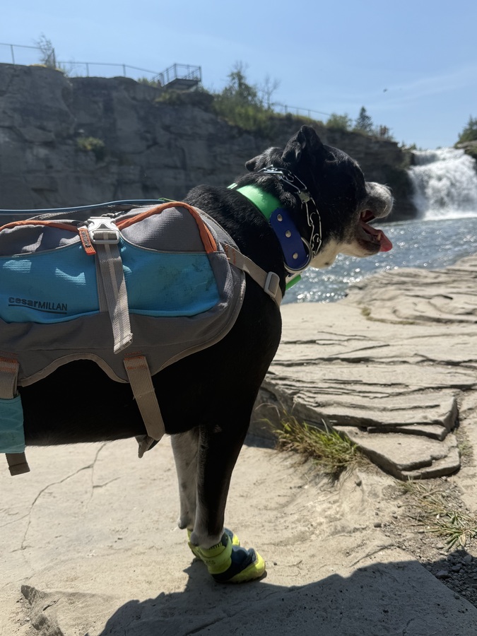 Tuckie panting happily at a waterfall overlook, wearing a hiking pack, collar and dog shoes.